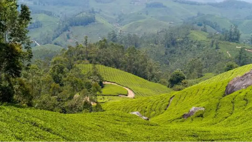 Munnar hill station Kerala tea gardens panorama