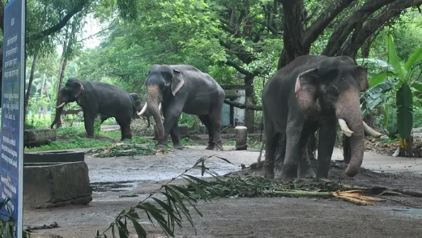 Anakkotta Elephant camp