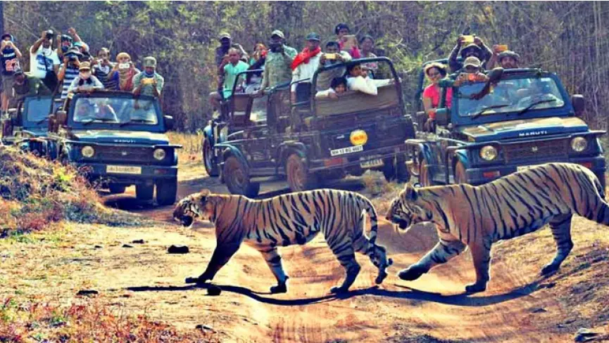 Tadoba Andhari Tiger Reserve