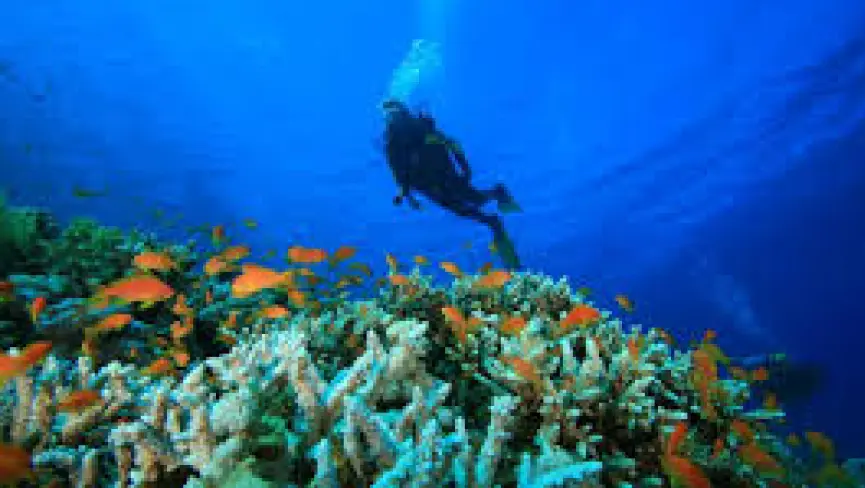 Snorkelling, Scuba & Coral Gardens