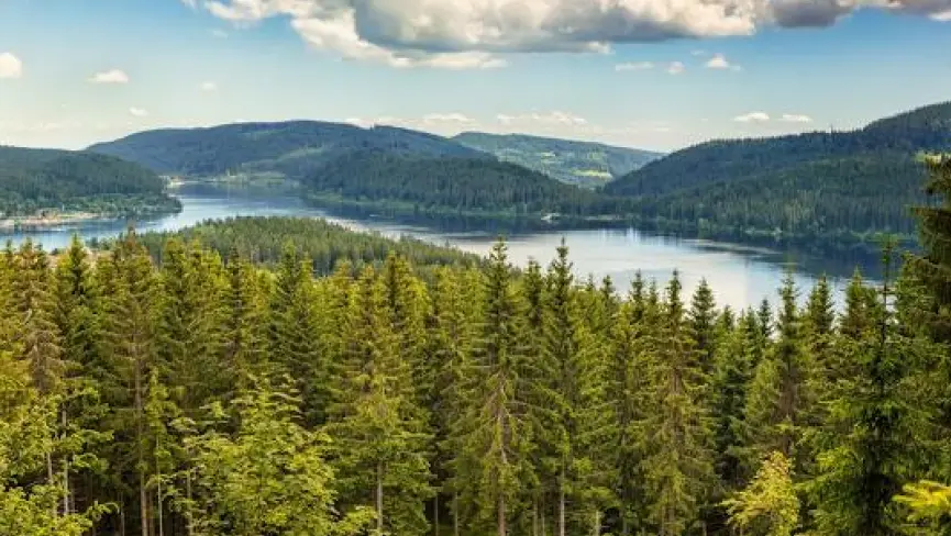 Black Forest