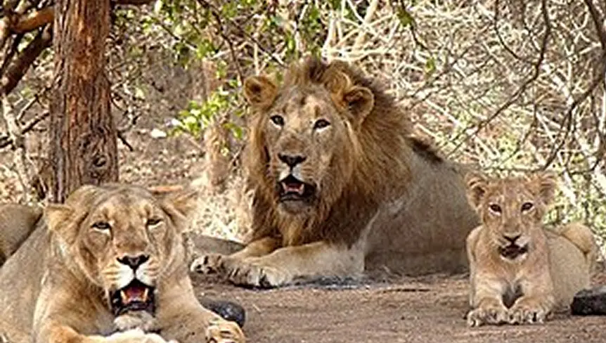 Gir National Park