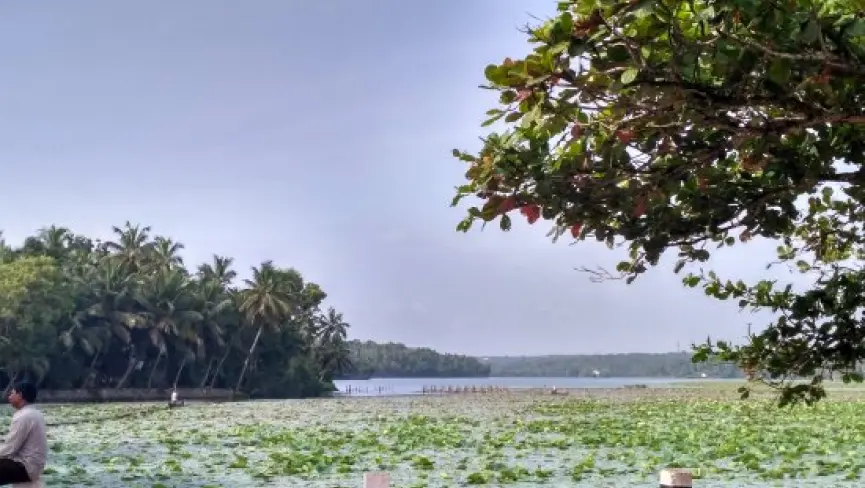 Vellayani Lake