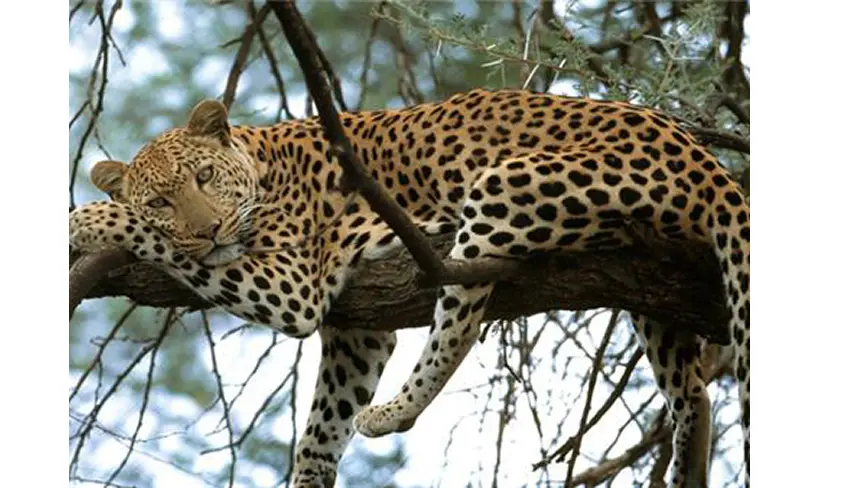 Vansda National Park