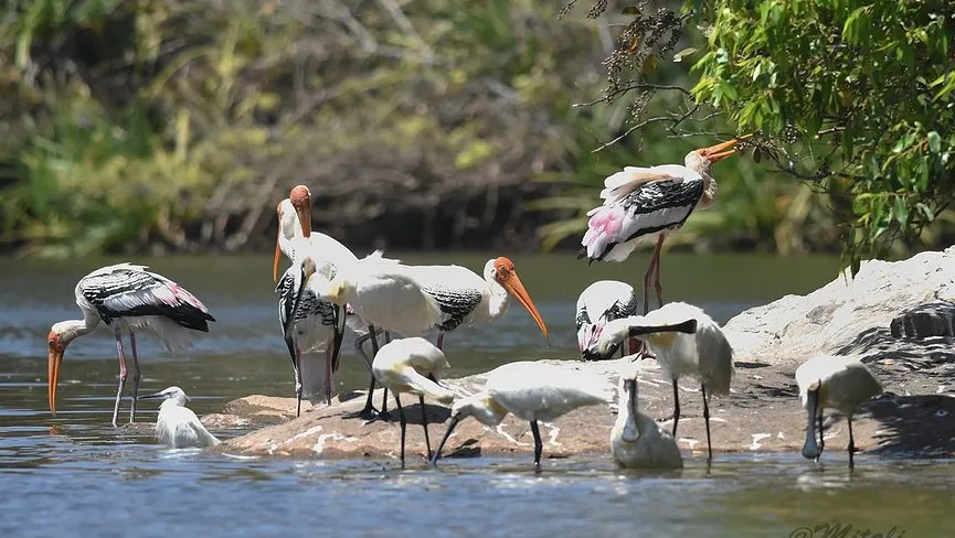 Ranganathittu Bird Sanctuary