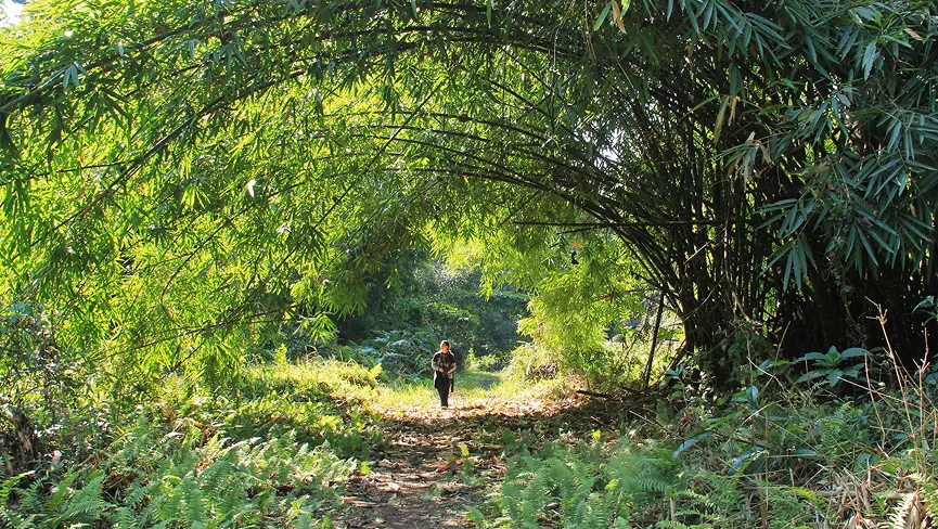 Namdapha Jungle Trek