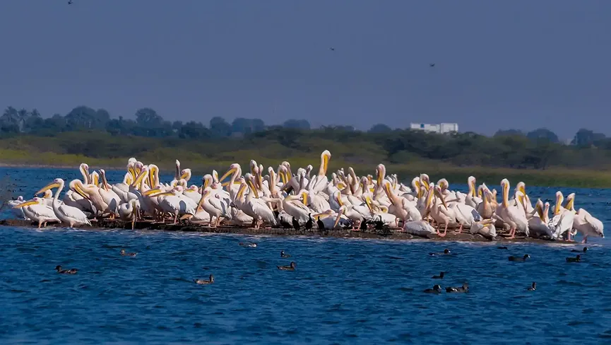 Khijadia Bird Sanctuary