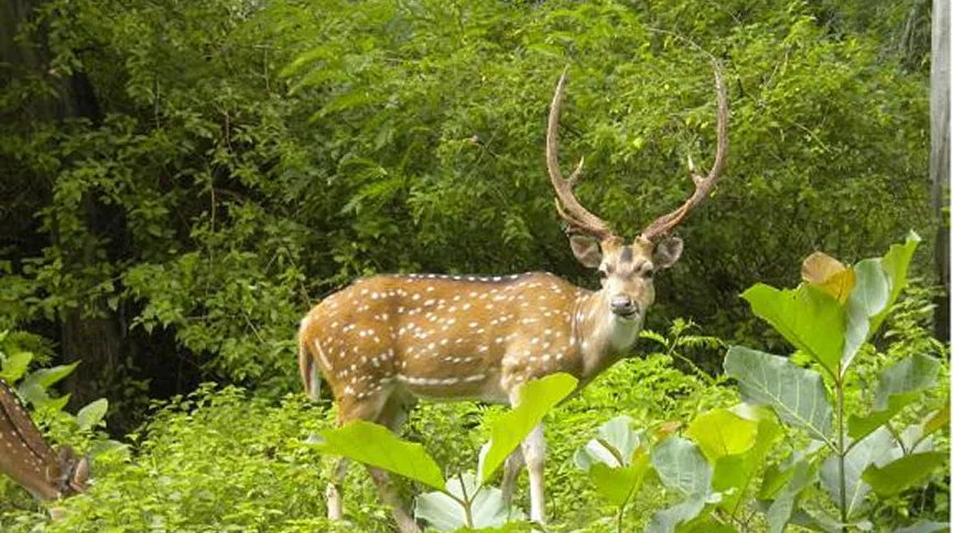 Gomati Wildlife Sanctuary