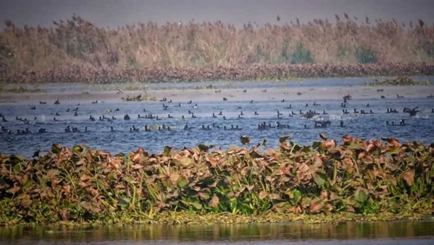 Harike Wet Land And Bird sanctuary