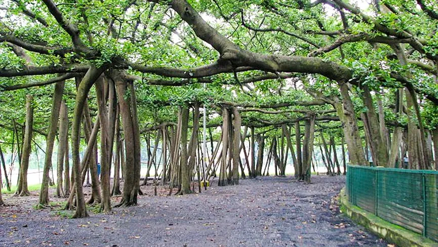 Botanical Garden, Shibpur