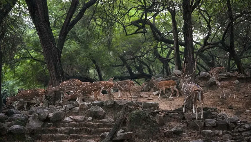 Jhargram Deer Park