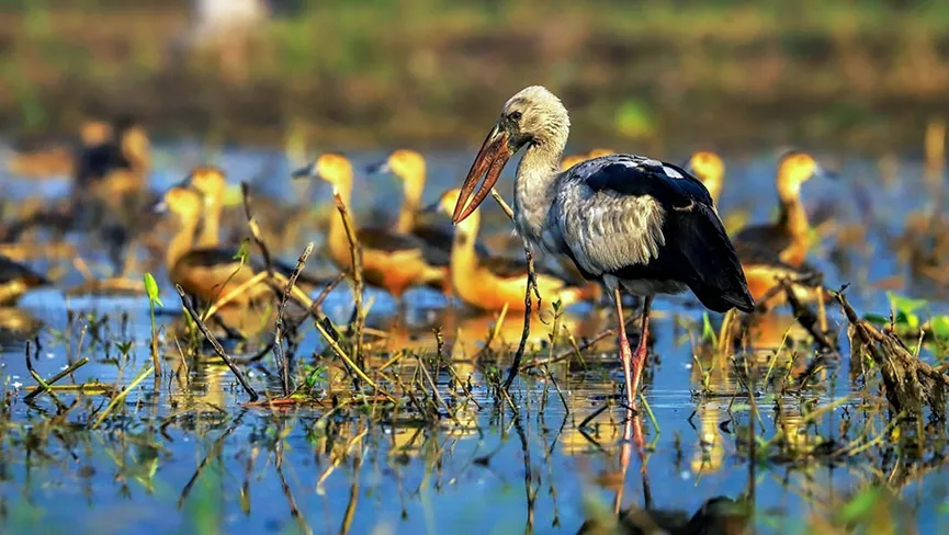 Purbasthali Oxbow Lake