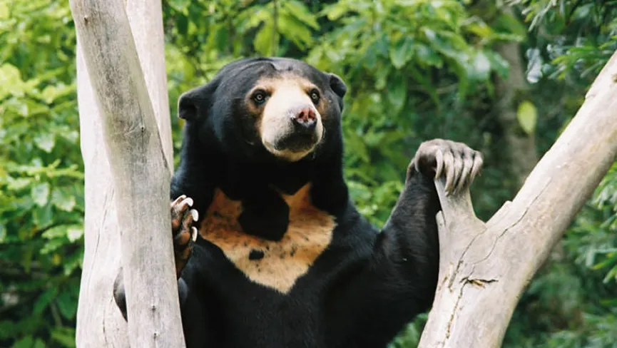 Yangoupokpi Lokchao Wildlife Sanctuary