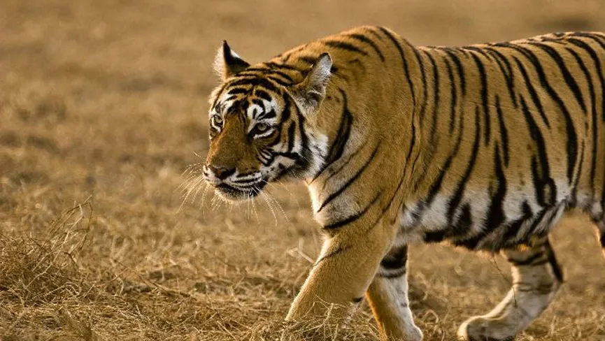 Zeilad Wildlife Sanctuary