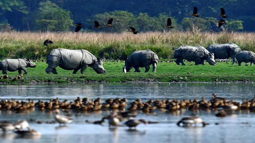 Pobitora Wildlife Sanctuary