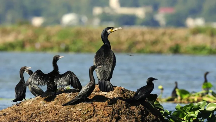 Deepor Beel Birds Sanctuary