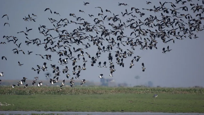 Bordoibam Bilmukh Bird sanctuary