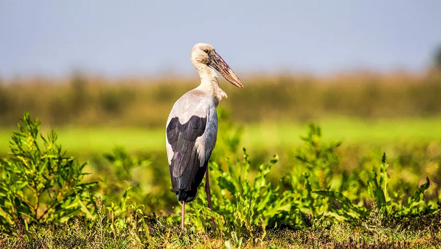 Dehing Patkai Wildlife Sanctuary