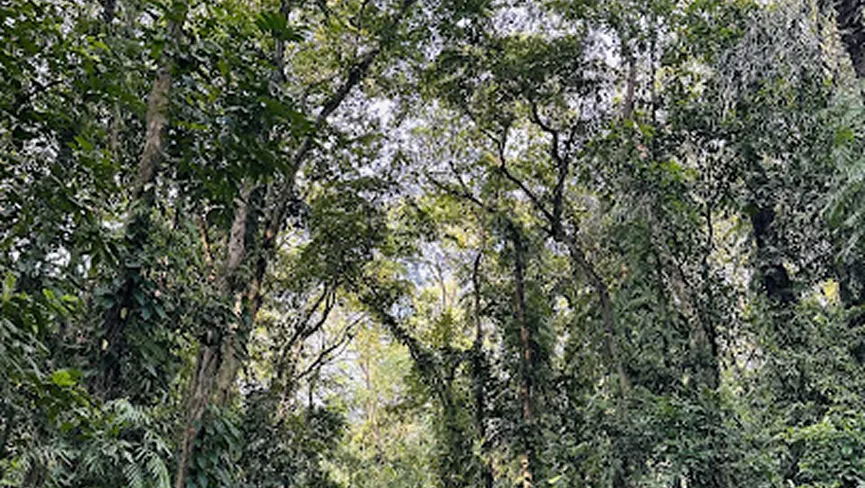 Borajan Bherjan Podumoni Wildlife Sanctuary