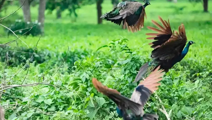 Bornadi Wildlife Sanctuary