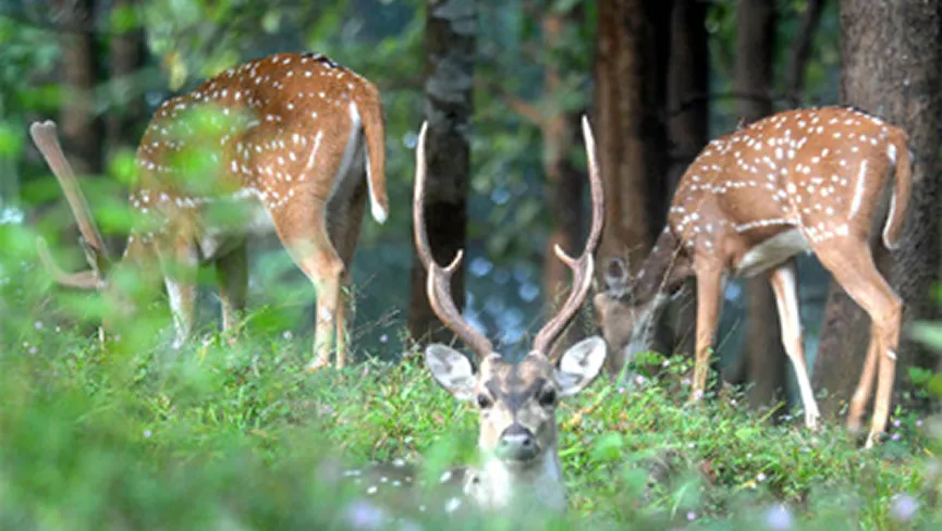 Chail Wildlife Sanctuary