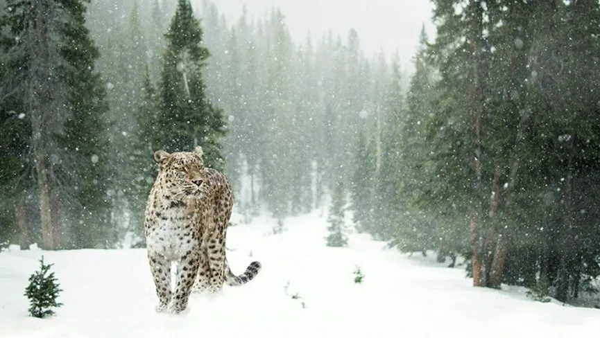 Kibber Wildlife Sanctuary