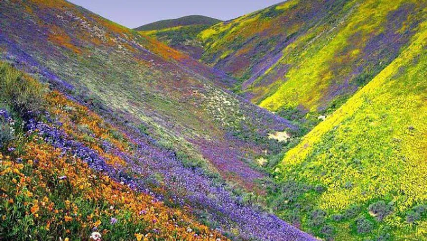 Valley of Flowers National Park