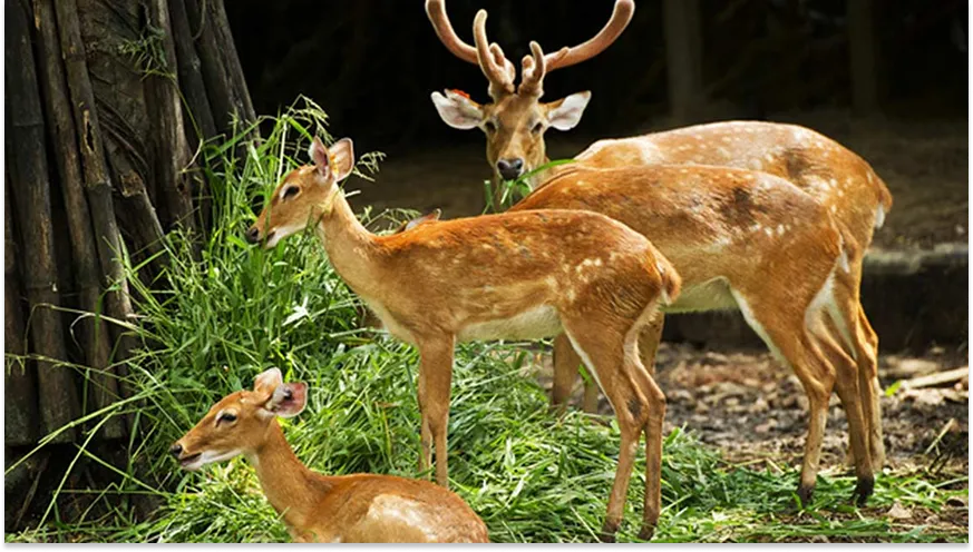 Malsi Deer Park