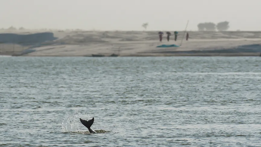 Vikramshila Gangetic Dolphin Sanctuary