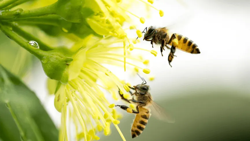 Early Birds and Bees