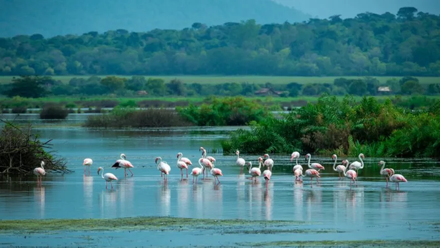 Bhindawas Wildlife Sanctuary