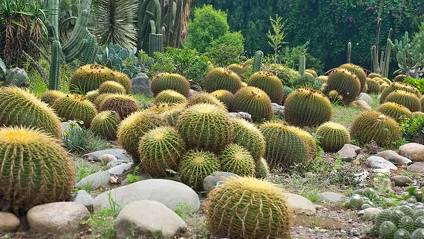 Cactus Garden