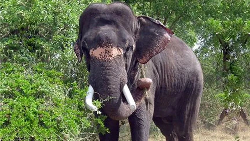 Nahar Wildlife Sanctuary