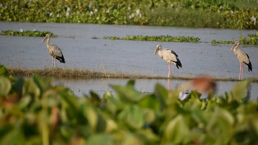 Udhwa Bird Sanctuary