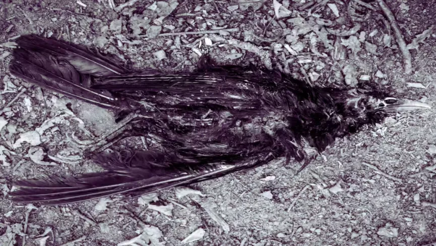 Jatinga Bird Mystery Point