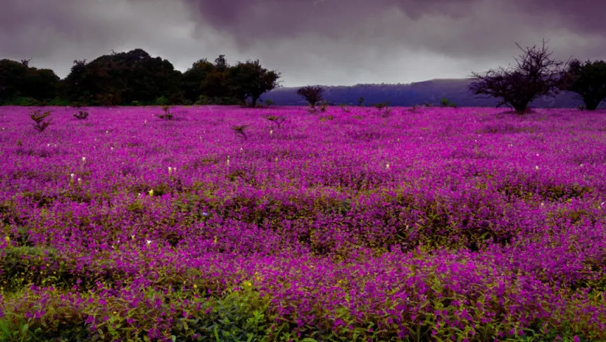 Kaas Plateau