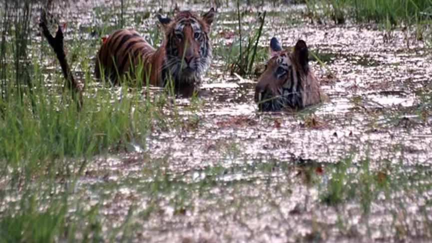 Katarniaghat Wildlife Sanctuary