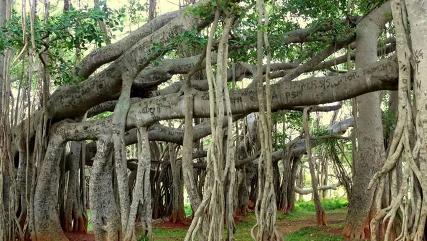 Ranthambore National Park