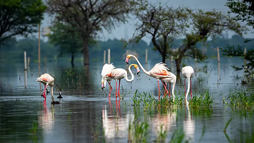 Keoladeo National Park