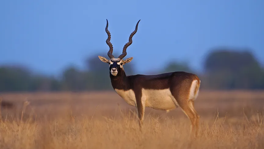 Tal Chappar Blackbuck Sanctuary safari
