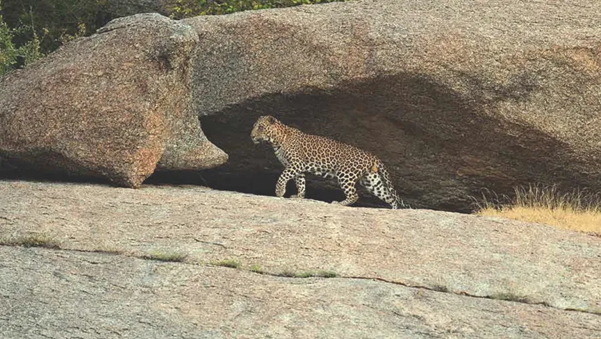 Jawai Leopard Safari