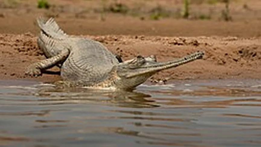 National Chambal Sanctuary
