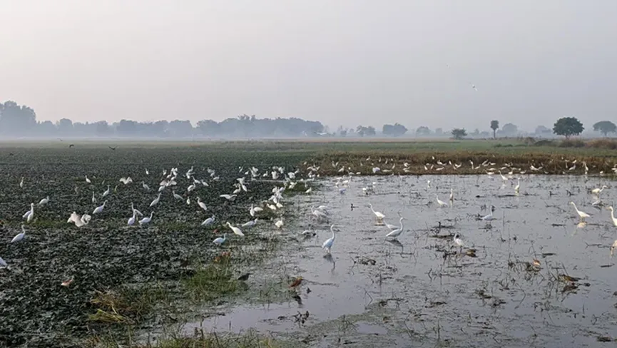 Sarsai Nawar Wetland