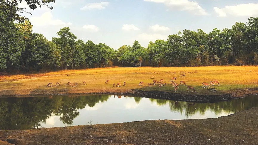 Junglewala Escapes Expeditions LLP