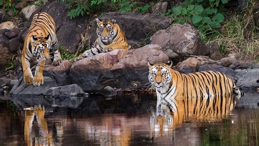 Panna National Park