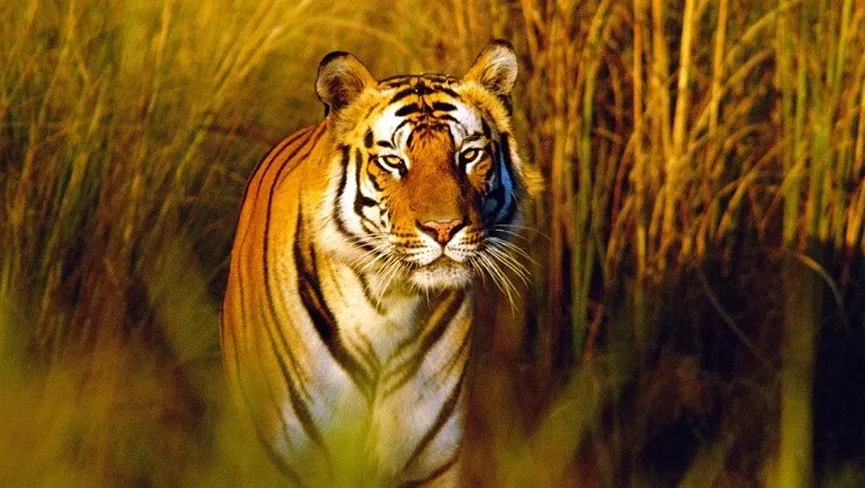 Sohelwa Wildlife Sanctuary