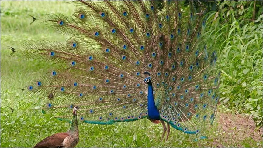 Vijay Sagar Bird Sanctuary
