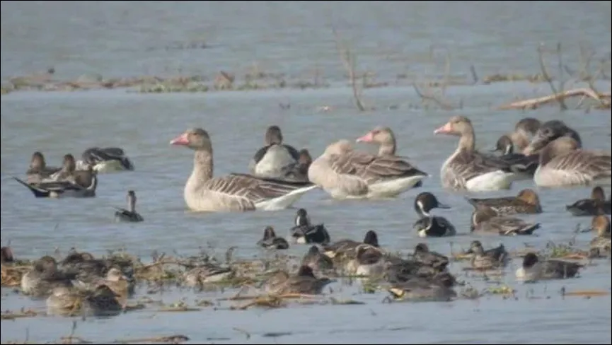 Saman Bird Sanctuary