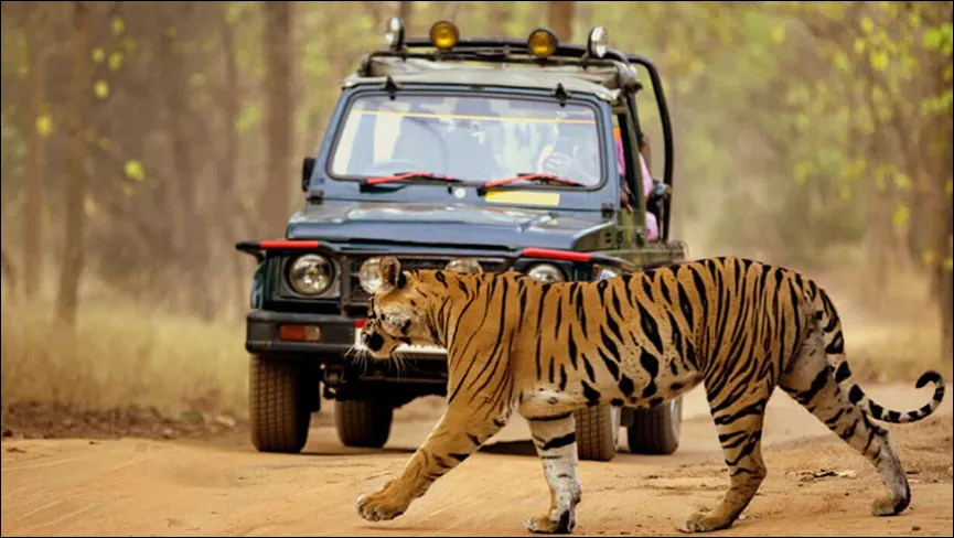 Dudhwa Jungle Safari At Dudhwa National Park