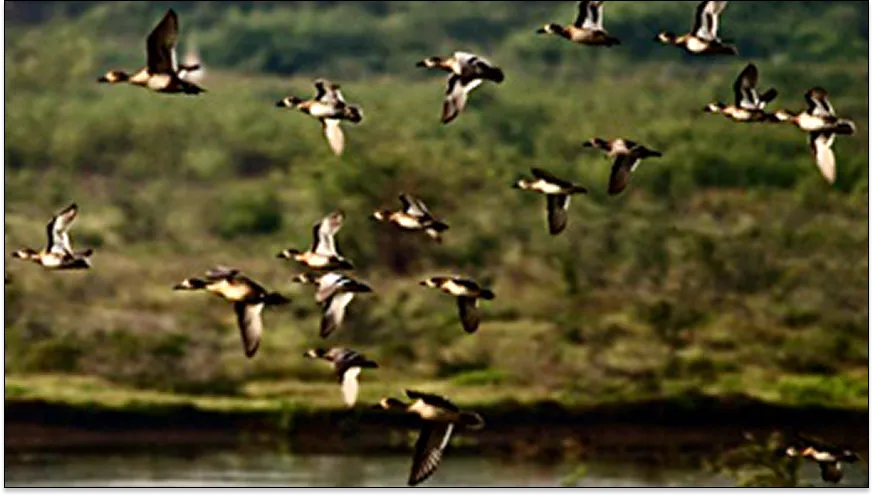 Samaspur Bird Sanctuary